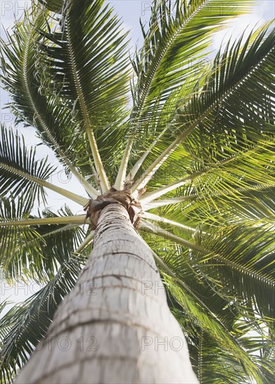 Low angle view of palm trees. Photographe : Jamie Grill