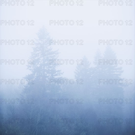 Trees in fog.