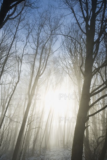 Trees in fog.