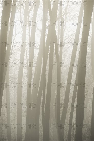 Trees in fog.