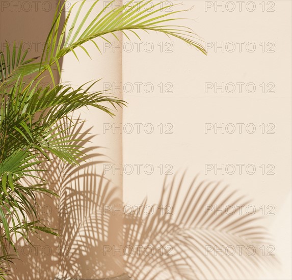Shadow of tropical leaves.