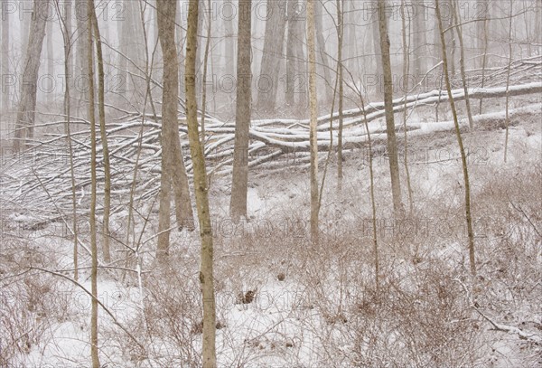 Forest in winter.