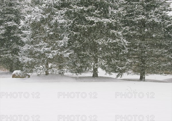 Forest in winter.