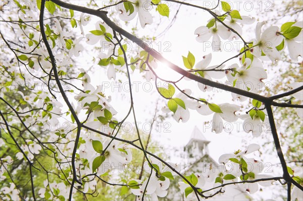 Tree branches outdoors.