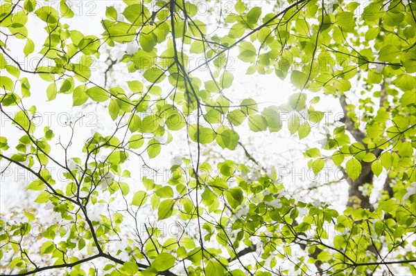 Tree branches outdoors.