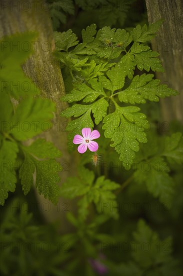 Close-up of pink flower