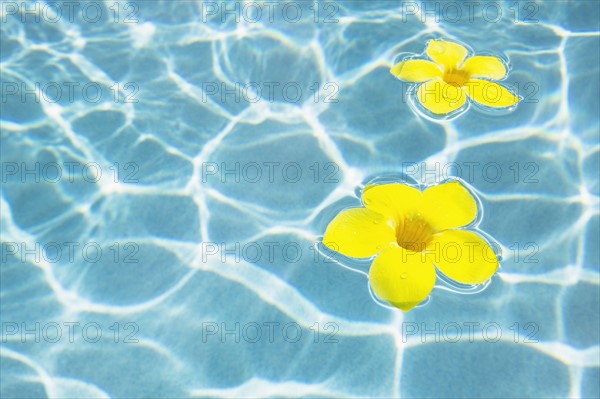 Flowers floating in pool