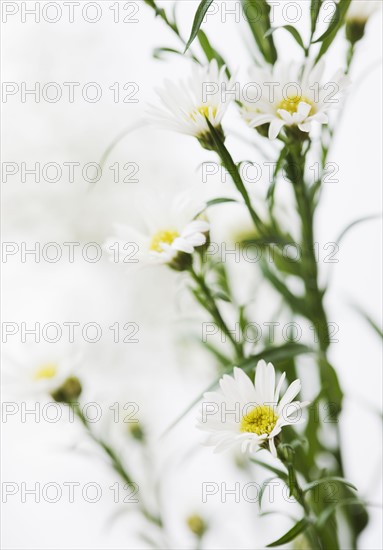 Daisies