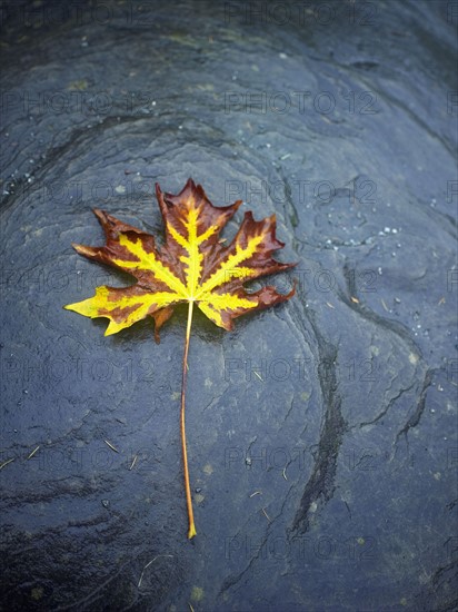Autumn leaf floating in water. Photographe : John Kelly
