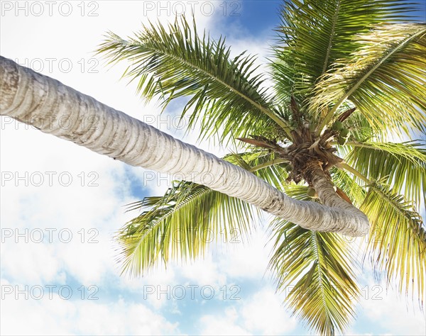 Palm tree. Photographe : Jamie Grill