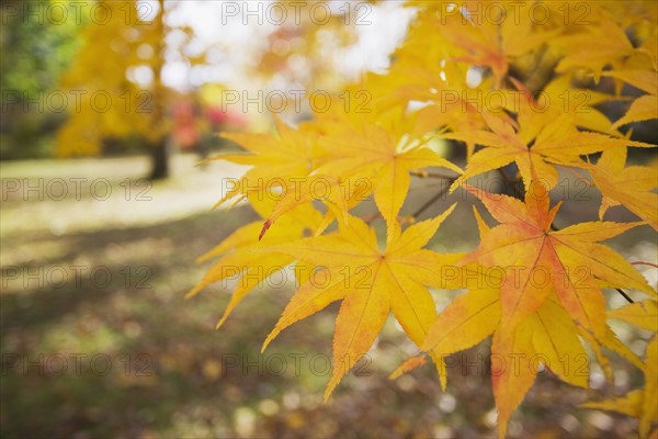 Yellow Japanese Maple leaves. Photographe : Chris Hackett