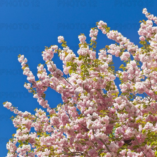 Cherry blossoms.