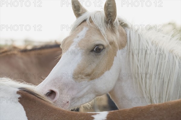 Close up of a herd of horses. Photo : Chris Hackett