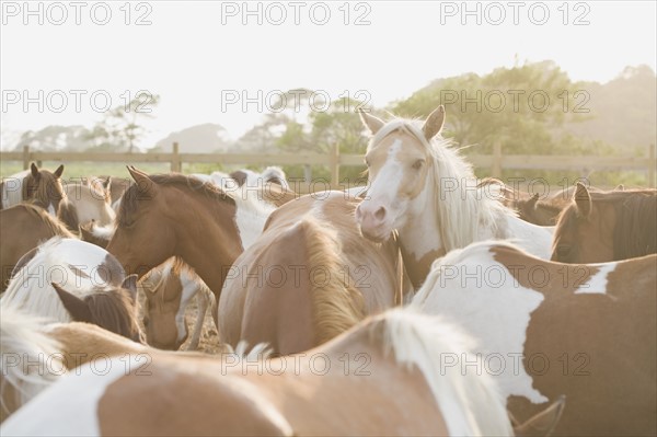 Close up of a herd of horses. Photo : Chris Hackett