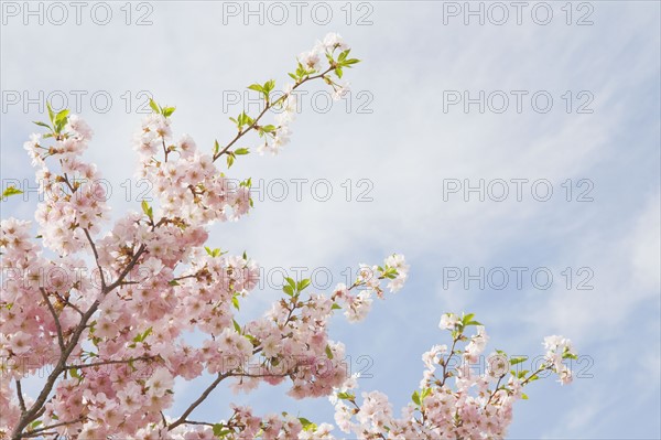 Pink cherry tree blossoms. Photo. Chris Hackett