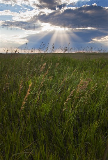 Buffalo Gap National Grasslands, Sunrays shining through clouds over field.