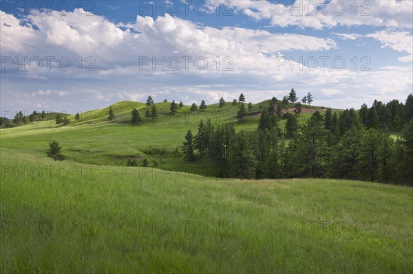 Meadow in Custer State Park.