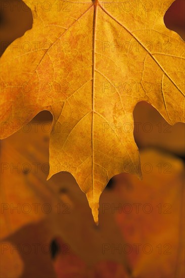 USA, New Jersey, Jersey City, Close-up view of autumn Maple leafs. Photo : Daniel Grill