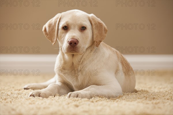 Portrait of Yellow Labrador Retriever. Photo : Mike Kemp