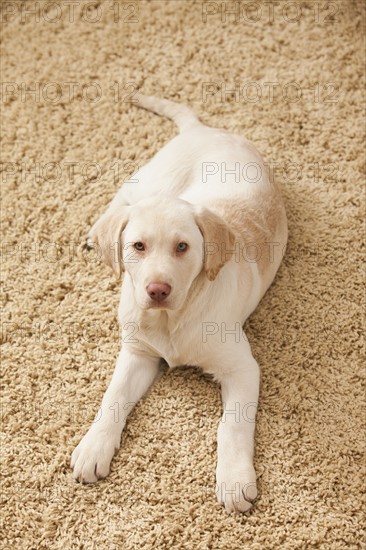 Portrait of Yellow Labrador Retriever. Photo : Mike Kemp