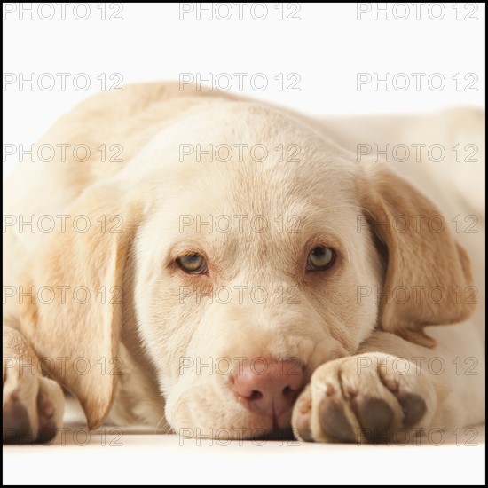 Studio portrait of Yellow Labrador Retriever. Photo : Mike Kemp