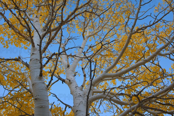 USA, California, Mono County, Aspen tree against clear sky. Photo : Gary Weathers