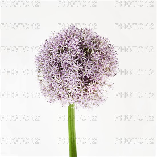 Onion flower in bloom. Photo : Joe Clark