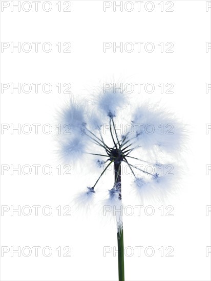 Dandelion stem on white background. Photo : David Arky