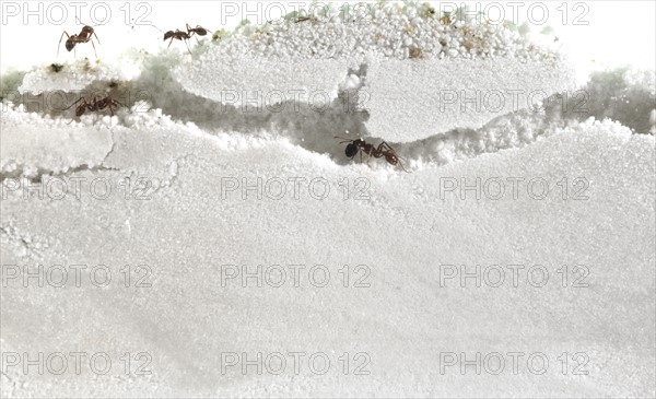 Close up of ants in sand. Photo: David Arky