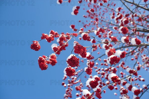 USA, Montana, Rowan berries covered by snow. Photo: Noah Clayton