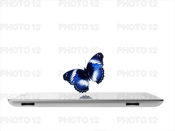 Studio shot of butterfly over digital tablet. Photo : David Arky