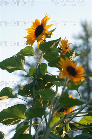 Close-up of sunflower. Photo: Noah Clayton