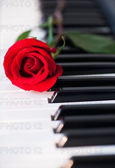 Close up of red rose lying on piano keys. Photo: Daniel Grill