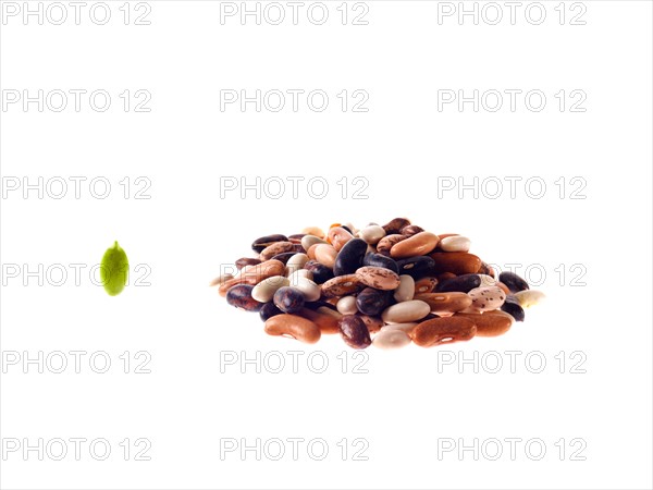 Studio shot of Mixed Seeds on white background. Photo: David Arky