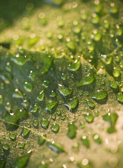Close up of raindrops on green leaf. Photo : Jamie Grill