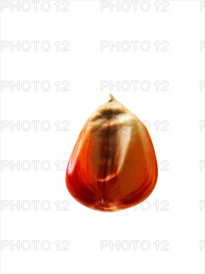 Studio shot of Red Corn Seed on white background. Photo: David Arky