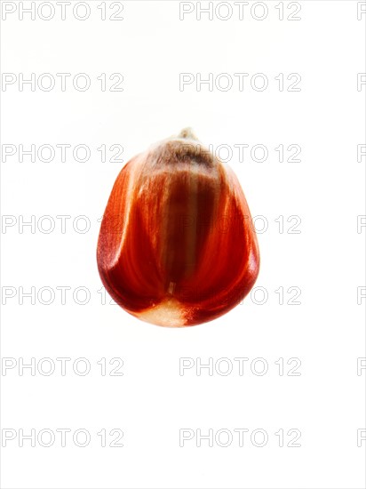 Studio shot of Red Corn Seed on white background. Photo: David Arky
