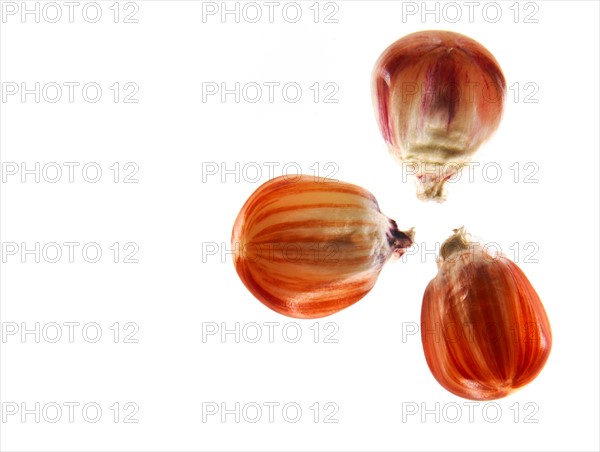 Studio shot of Red Corn Seeds on white background. Photo: David Arky