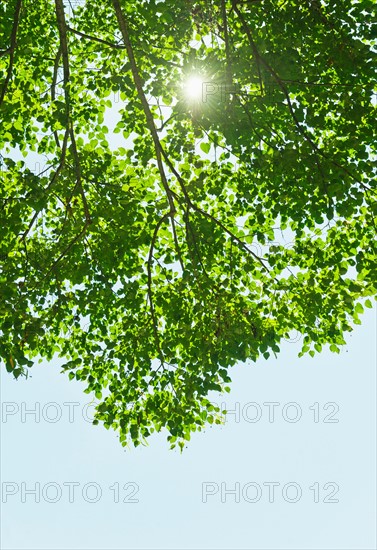 Sun lighting through tree.