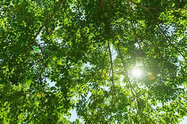 Sun lighting through tree.