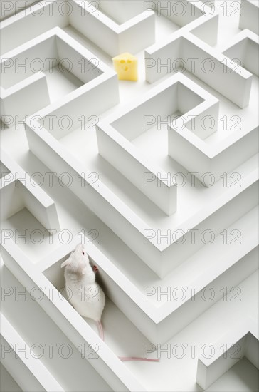 White mouse into labyrinth, studio shot.