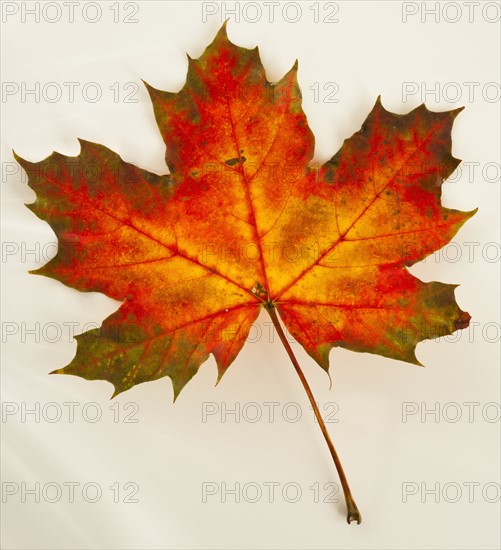 Studio shot of maple leaf.