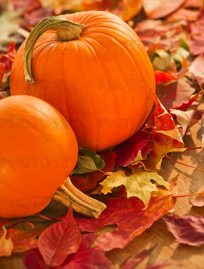 Halloween pumpkins. Photo: Daniel Grill