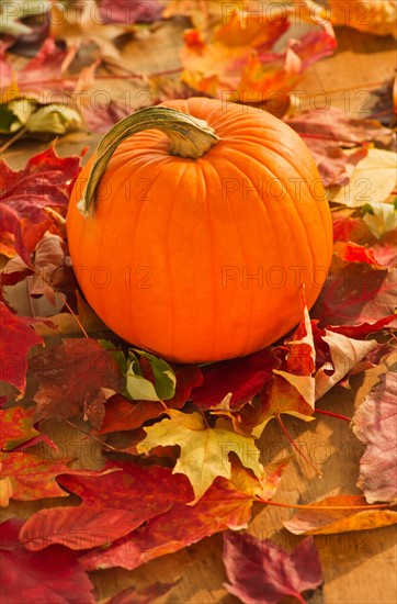 Halloween pumpkin. Photo: Daniel Grill