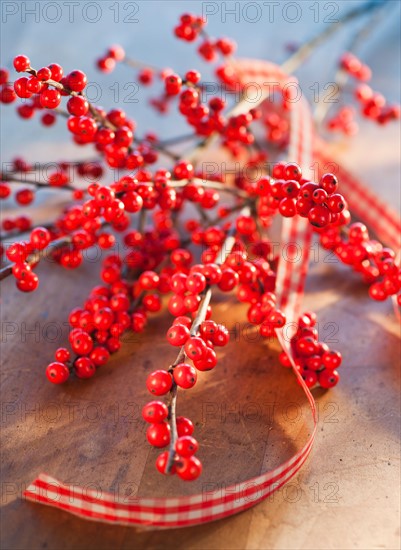 Winter berry branch. Photo: Daniel Grill