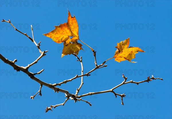 Autumn leaves against blue sky.