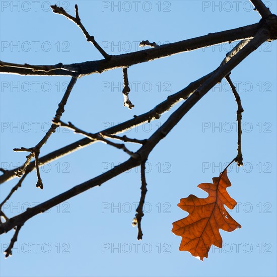 Autumn leaves against blue sky.