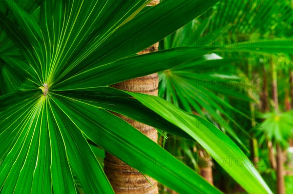 Palm frond.