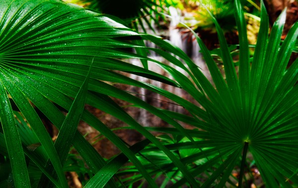 Palm frond.