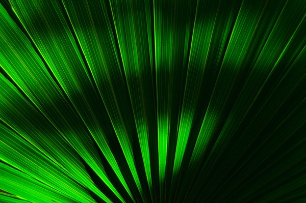 Palm frond.